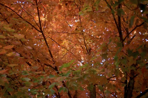 Fall colors on campus.