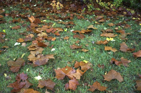 Leaves on the grass.