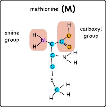 The amino acid methionine, aka 2-amino-4-(methylthio)butanoic acid.