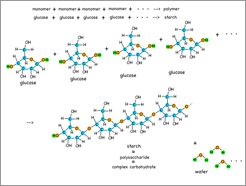 Starch molecules form by chaining together glucose molecules. Water is a byproduct.