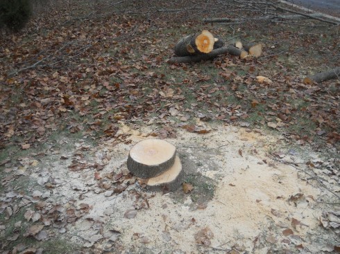 A slice out of the trunk of a Bradford Pear tree.