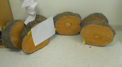 Six Bradford Pear tree slices, cut on  November 25th, 2013.