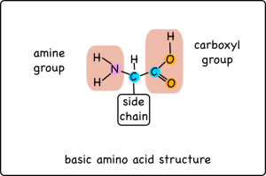 When excess amino acids are broken down the amine group becomes ammonia.