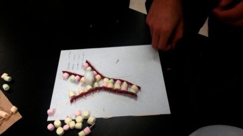 Helicase (the cotton ball) splits the DNA double helix.