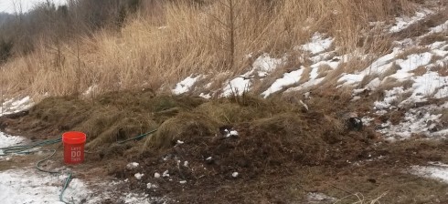 Raspberry mounds protected by straw await warmer weather.