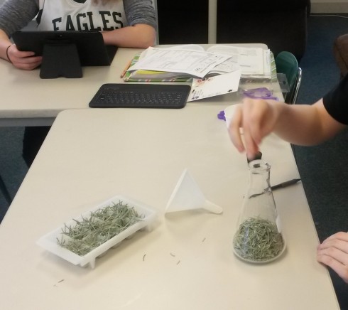 Lavender leaves are placed into a flask.