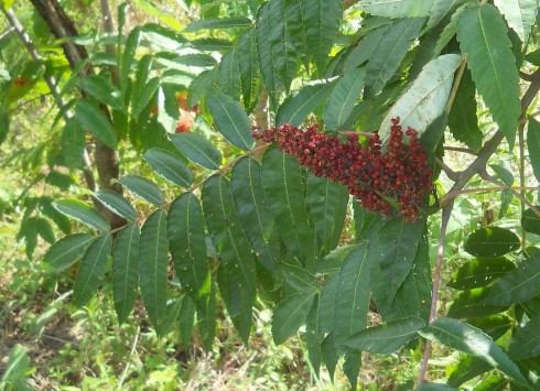 Sumac berries.