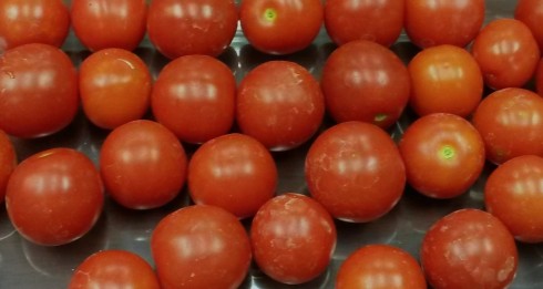 Naturally grown tomatoes from the TFS farm.