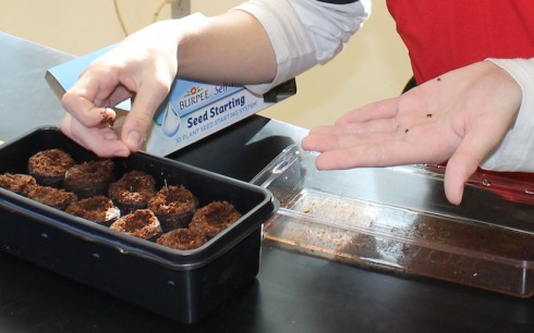 Planting seeds in coconut pellets.