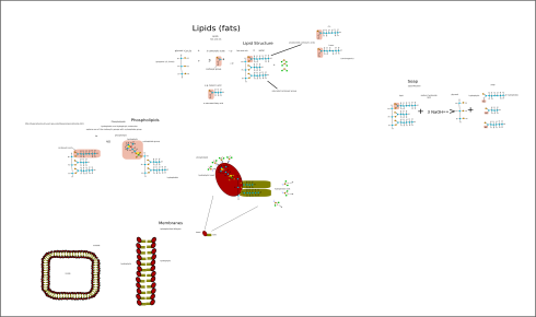 Fats/lipids.