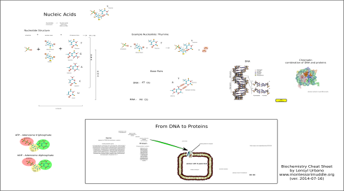 Nucleic Acids (DNA and RNA).