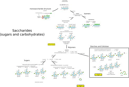 Carbohydrates/saccharides.