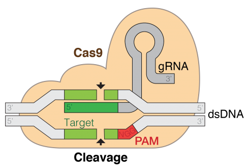 Crispr-Cas9. From Wikipedia