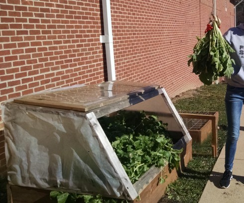 Harvesting turnip greens out of our vegetable boxes.