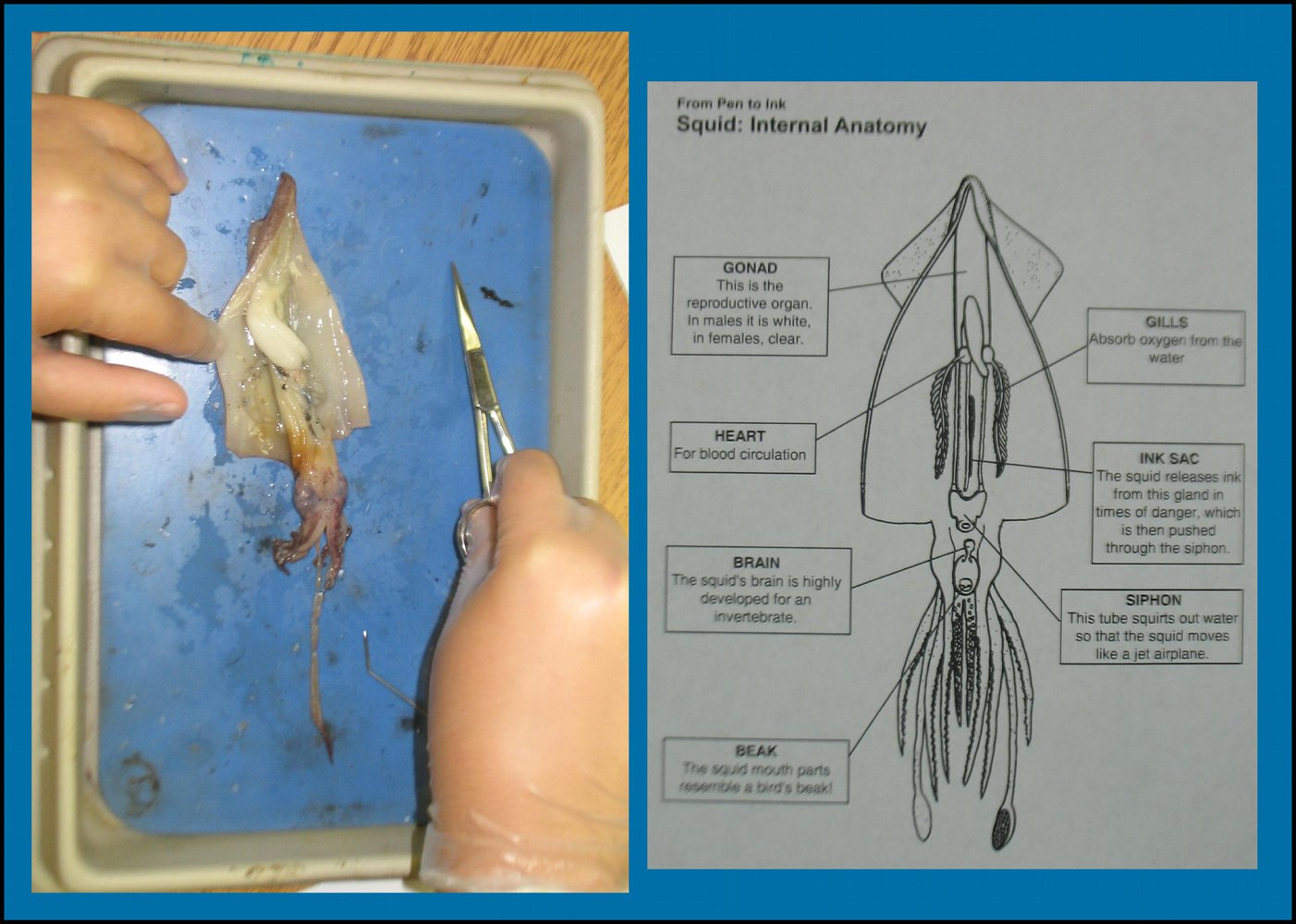 Squid Internal Anatomy Anatomy Drawing Diagram